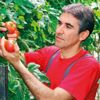 Domates bu defa da üreticiyi yaktı