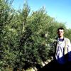 Bodur zeytin umut oldu Bodur zeytin umut oldu