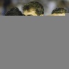 Xavi'den Casillas'a destek: "Anlamıyorum"
