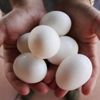 Gıda Tarım ve Hayvancılık Bakanlığı'ndan 'zehirli yumurta' açıklaması