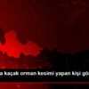 Samsun da kaçak orman kesimi yapan kişi gözaltına ... Samsun da kaçak orman kesimi yapan kişi gözaltına ...