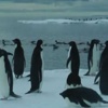 Dev buzdağı penguen kolonisini yok edebilir