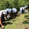 Fındık için sigorta süresinde sona yaklaşılıyor