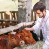 Brusella (Bruselloz) nedir? Brusella nasıl bulaşır? Brusella belirtileri ve tedavisi… Brusella (Bruselloz) nedir? Brusella nasıl bulaşır? Brusella belirtileri ve tedavisi…