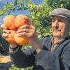 İhracatın yıldızı yaş sebze-meyve İhracatın yıldızı yaş sebze-meyve