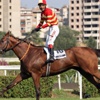Şampiyon safkan "Bold Pilot" öldü