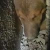 Köpeği kurtarmak için duvarı yıktılar Köpeği kurtarmak için duvarı yıktılar