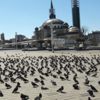 Sokağa çıkma yasağında Taksim Meydanı kuşlara kaldı