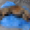 Nesli tükenmekte olan 'Anadolu Parsı' ölü bulundu