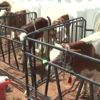 Buzağılar güzellik yarışması için süslendi Buzağılar güzellik yarışması için süslendi