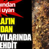 ﻿Ege kıyılarında yeni tehdit: Sargassum