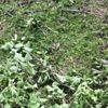 Şiddetli rüzgar fındığa zarar verdi Şiddetli rüzgar fındığa zarar verdi