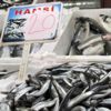 Karadeniz hamsisi 20 lira
