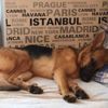 Köpeğini getirene 5 bin lira verecek Köpeğini getirene 5 bin lira verecek