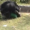Canlı canlı adamı yedi Canlı canlı adamı yedi