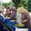 Denizli de 354 bin 185 dekara dikilen üzümüm hasadı ...