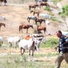Beykoz'daki atlar tahliye edilecek