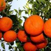Çekirdeksiz kolay soyulan mandalina için çalışıyorlar Çekirdeksiz kolay soyulan mandalina için çalışıyorlar