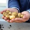 "Milli patates" geliyor