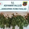 Mısır tarlasında kenevir ele geçirildi Mısır tarlasında kenevir ele geçirildi