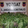 Yozgat İl Jandarma Komutanlığı 292 Kök Kenevir Ele Geçirdi Yozgat İl Jandarma Komutanlığı 292 Kök Kenevir Ele Geçirdi