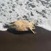 Datça sahilinde bulundu! Datça sahilinde bulundu!