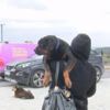 Kanlar içinde bulunan köpek sahiplendirildi Kanlar içinde bulunan köpek sahiplendirildi