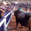 33. Yerkesik Boğa Güreşleri