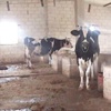 Hasan'ın inekleri Hasan'ın inekleri