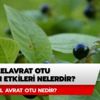 Güzel avrat otu nedir? Güzelavrat otu yan etkileri nelerdir?