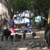 Foto Galeri: Piknik alanlarında davetsiz misafirler Foto Galeri: Piknik alanlarında davetsiz misafirler