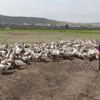 Kars’ta kaz ölümleri yeniden başladı!