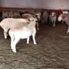 Koçların kavgası kamerada Koçların kavgası kamerada