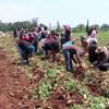 Erkenci patates hasadına başlandı Erkenci patates hasadına başlandı