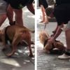 İstanbul’un göbeğinde pitbull dehşeti kamerada: Köpeği vurun İstanbul’un göbeğinde pitbull dehşeti kamerada: Köpeği vurun