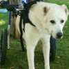 Felçli köpek için utandıran karar Felçli köpek için utandıran karar