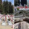 Trabzon Büyükşehir Belediyesi'nin mezarlıktaki selvi ağaçlarını kesmesi doğa severleri ayaklandırdı Trabzon Büyükşehir Belediyesi'nin mezarlıktaki selvi ağaçlarını kesmesi doğa severleri ayaklandırdı