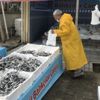 Hamsi bolluğu fiyatları yarıya düşürdü Hamsi bolluğu fiyatları yarıya düşürdü