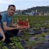 Çilek hasadını müşteriler yapıyor Çilek hasadını müşteriler yapıyor