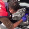Jandarma'dan operasyon! 126 kilogram uyuşturucu ele geçirildi Jandarma'dan operasyon! 126 kilogram uyuşturucu ele geçirildi
