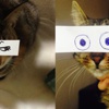 Bunlar da montajlı kedi! Bunlar da montajlı kedi!
