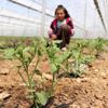 Burdurlu sera üreticisi, yeni sezondan umutlu Burdurlu sera üreticisi, yeni sezondan umutlu