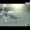 15 aylık bebeğe köpek saldırdı! 15 aylık bebeğe köpek saldırdı!