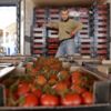 Türkiye'nin Rusya'ya domates ihracatı artacak