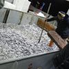 Karadeniz'den hamsi fışkırdı Karadeniz'den hamsi fışkırdı