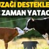 Buzağı destekleri ne zaman yatacak? İşte 2018 2. dönem buzağı destek ödemeleri tarihi