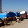 Kurbanlıklarını satamayanlar, 10 günlük tatilden yakındı