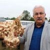Taşköprü sarımsağı, üreticinin yüzünü güldürdü Taşköprü sarımsağı, üreticinin yüzünü güldürdü