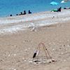 Ünlü sahilde caretta caretta yuvaları yarıya düştü Ünlü sahilde caretta caretta yuvaları yarıya düştü