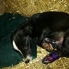Otomobilin çarptığı köpeğe evlerine alıp, müdahale ... Otomobilin çarptığı köpeğe evlerine alıp, müdahale ...